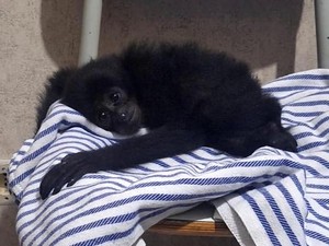 Cara Polres Sukabumi Seret Penjual Siamang ke Pengadilan
