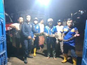 Ngumpet di Plafon SD Pemalang, Sanca 3,5 Meter Dievakuasi Damkar