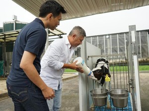 Gemas! Gading Marten Adopsi Anak Sapi
