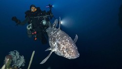 Upaya Tim Peneliti Selamatkan Ikan Purba Coelacanth yang Sangat Langka