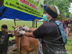 Jelang Idul Adha, Petugas Sisir Lapak Hewan Kurban di Sidoarjo