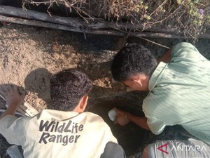 Seekor Komodo Ditemukan Mati Terapung di Laut Manggarai Barat