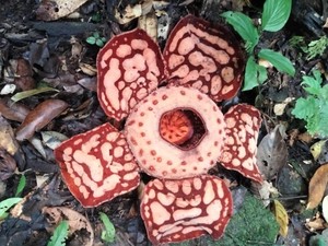 Apa Itu Rafflesia Hasseltii? Bunga Langka yang Ditemukan di Sumsel