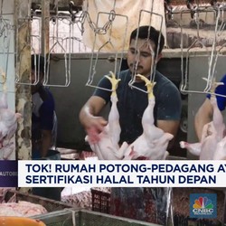 Video: Rumah Potong-Pedagang Ayam Wajib Sertifikasi Halal Tahun Depan