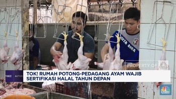 Video: Rumah Potong-Pedagang Ayam Wajib Sertifikasi Halal Tahun Depan