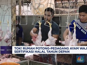 Video: Rumah Potong-Pedagang Ayam Wajib Sertifikasi Halal Tahun Depan