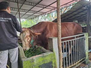 Sapi Kurban dari Presiden Prabowo di Musi Rawas Bernama Sambo