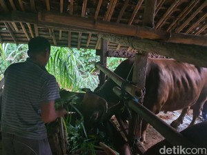 Warga Playen Ronda Malam Jaga Sapi Kurban Presiden Prabowo