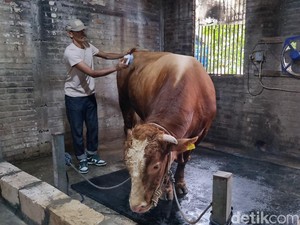 Video: Jangan Asal, Ini Tips Memilih Hewan Kurban yang Sehat