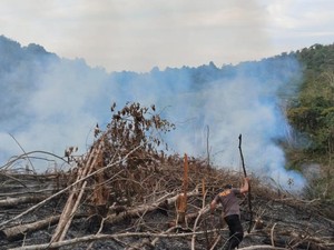 Hutan Lindung di Kuansing Terbakar, Ditemukan Bibit Sawit-3 Pelaku Ditangkap