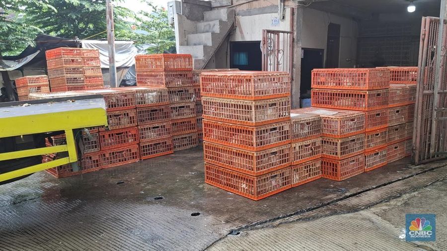 Pantauan harga ayam dan sertifikasi halal di salah satu Rumah Potong Hewan Unggas (RPHU) di Pulo Gadung, Jakarta Timur, Rabu (28/5/2025). (CNBC Indonesia/Chandra Dwi)