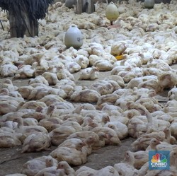 Harga Ayam Sempat Anjlok Bikin Peternak Nangis, Begini Kabar Terbaru