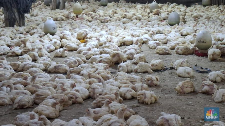 Pantauan harga ayam dan sertifikasi halal di salah satu Rumah Potong Hewan Unggas (RPHU) di Pulo Gadung, Jakarta Timur, Rabu (28/5/2025). (CNBC Indonesia/Chandra Dwi)