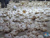 Harga Ayam Sempat Anjlok Bikin Peternak Nangis, Begini Kabar Terbaru