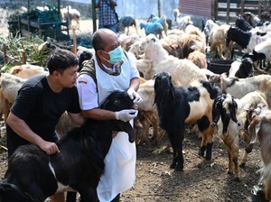 Lapak Hewan Kurban di Banyuwangi Diperiksa Jelang Idul Adha