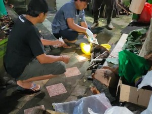 Hasil Uji Dua Otak Anjing yang Serang Warga Jembrana Positif Rabies