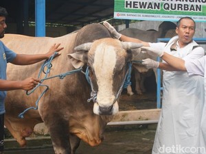 Mengenal Pedrosa, Sapi Kurban Presiden Prabowo di Jombang