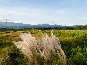 5 Jenis Gulma Berbahaya yang Wajib Diwaspadai dan Cara Mengatasinya, Apa Saja?