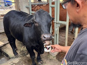 Video: Inilah Apless, Sapi Mojokerto yang Doyan Ngopi