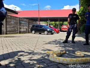 Piton Albino 4 Meter Ngumpet di Sepatbor Mobil Diduga Peliharaan Warga Lepas
