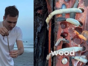 Momen Influencer Jerman Cicipi Tembiluk dari Kayu Lapuk