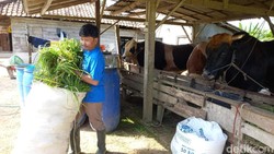 Keraguan Jamil Achmadi Saat Sapinya Mau Dibeli Prabowo Berujung Bahagia