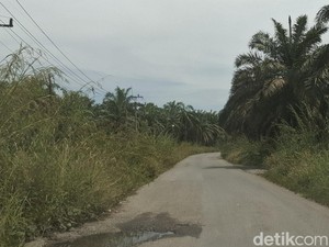 Dear Pak Gubernur! Jalan di Rohul Rusak, Semak Belukar Ganggu Jarak Pandang