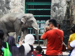Ragunan Bakal Direvitalisasi, Satwa Akan Dikelompokkan Sesuai Habitat