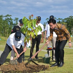 Potret Wapres Gibran Tanam Pohon Ulin & Kapur di IKN