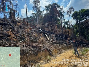 Polisi Tangkap 3 Pembakar 10 Hektare Lahan di Area HPT Rokan Hulu Riau
