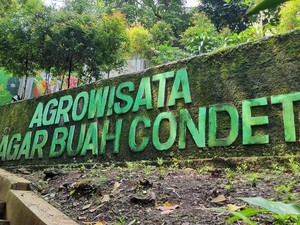 Memetik Salak Condet Maskot Jakarta Langsung dari Kebunnya