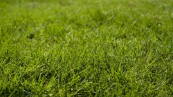 7 Hal Penting Sebelum Tanam Rumput Jepang di Rumah