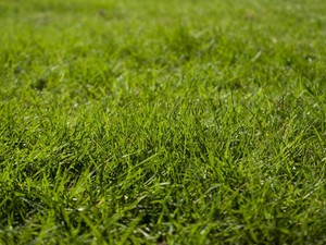 Rumput Menguning Tak Melulu karena Kurang Air, Ini Penyebab Lainnya