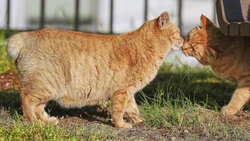 Kucing Ekor Bundel Pembawa Hoki dari Nagasaki