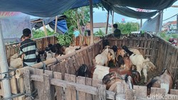 H-6 Idul Adha, Pedagang Hewan Kurban di Denpasar Raup Cuan Puluhan Juta