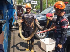 Mobil Mendadak Ngerem Sendiri, Ternyata Ada Ular Sanca di Kap