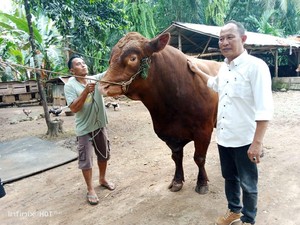Presiden Prabowo Berkurban Sapi Limosin di Seluma, Bengkulu