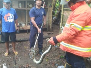 Kekenyangan Makan Ternak, Ular Piton Tak Berkutik Ditangkap Petugas Damkar