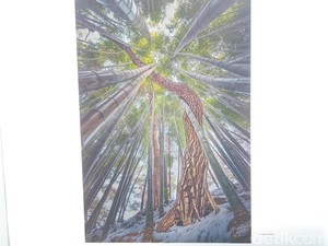 Pohon Pinus Menari dari Korsel Terpotret Apik di Pameran A Thousands Camera