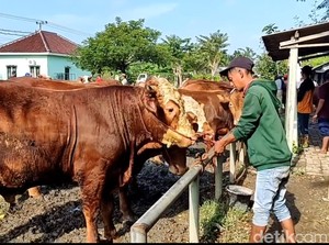 Jelang Idul Adha Harga Sapi di Lamongan Naik hingga Rp 2 Juta