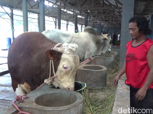 Jelang Idul Adha, Peternak Sapi di Lumajang Raup Cuan Ratusan Juta