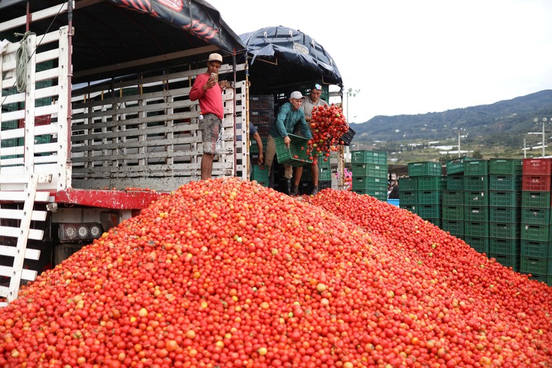Orang-orang bermain dengan bubur tomat selama 