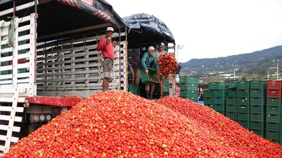 Orang-orang bermain dengan bubur tomat selama 
