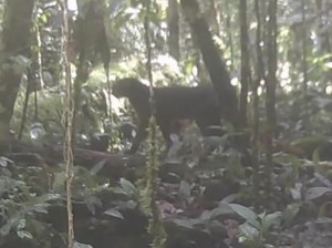 Kucing Merah Kalimantan Muncul Lagi Setelah 20 Tahun Menghilang