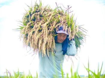 Petani panen gabah. (dok. Kementan)