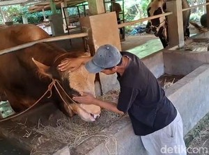 Kenalan dengan Semar Sapi Peternak Tuban yang Dibeli Prabowo Rp 90 Juta