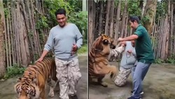 Tiger Kingdom Phuket Bantah Harimaunya Serang Turis yang Selfie