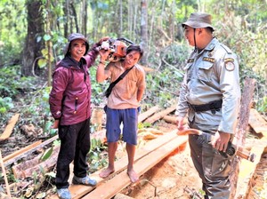 Berantas Kayu Ilegal di Kaltara, Patroli Hutan Digencarkan