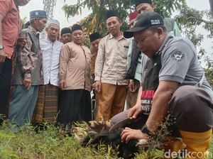 Kisah Muafik 10 Tahun Jadi Juleha Saat Iduladha