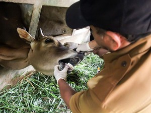 PMK Muncul Lagi di Bantul, 14 Sapi Terpapar